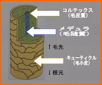 ���̖т̊�{�\��