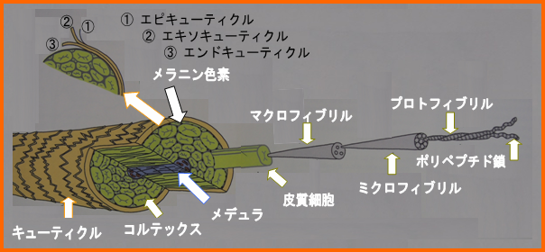 ���̖т̔��׍\��