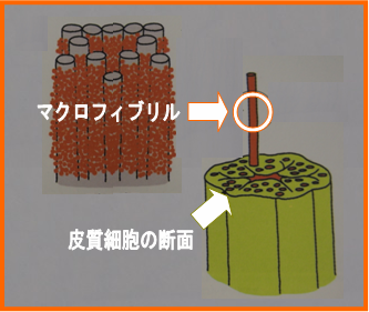 �}�N���t�B�u����