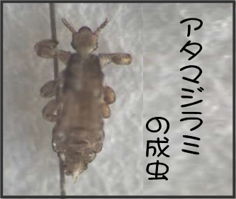 �A�^�}�W���~�摜