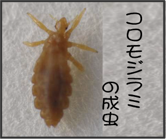 �R�����W���~�摜