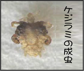 �P�W���~�摜