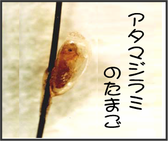 �V���~�̗��摜