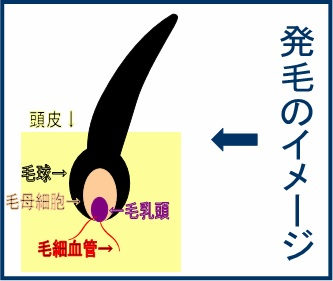 ���т̎d�g��