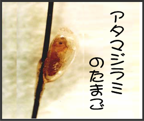 アタマジラミの卵
